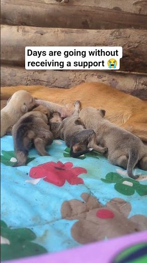 please stay here press all 4 buttons save a stray dog mother Link in bio to donate #pets #dog #poor