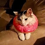 Cat Cone Collar Soft, Adjustable Cat Recovery Collars Kitten Cones to Stop Licking, Cute Donut E Collar After Surgery, Wound Healing Elizabethan Collar for Kittens (Watermelon, Large)