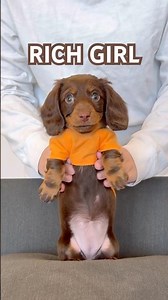 dancing dachshund #minidachshund #dance #puppy #dachshundpuppy #dachshund #cutedog #cutepuppy #dog