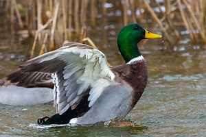 Michigan Waterfowl Poachers Hit With $20,000 in Fines for Baiting, Being Over The Limit
