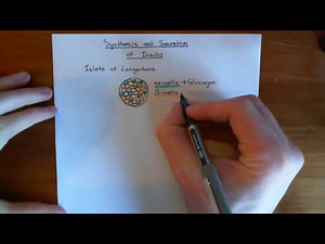 Insulin Synthesis and Secretion Part 1