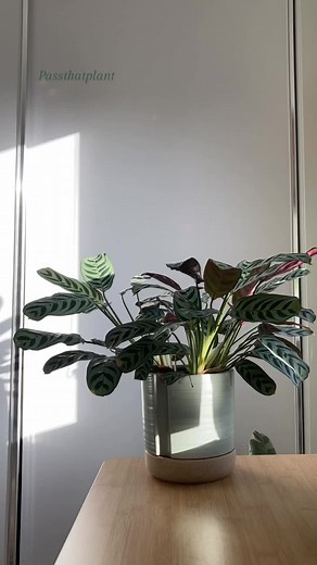 Calathea Timelapse on a Winter's Day