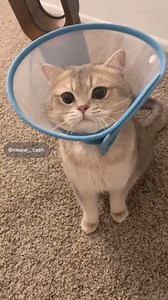 Different languages!🤣🤣🤣#cute #cat #cutecat #cuteanimals | Cash Meow