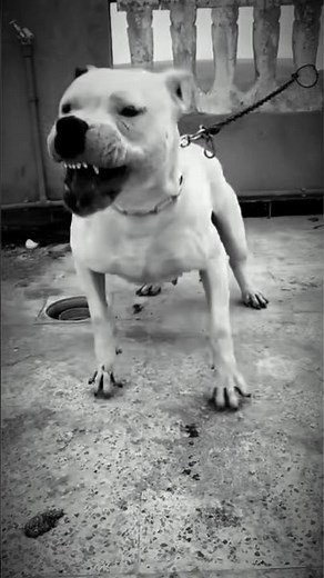 🚨KILLER Genetics? What NO ONE Tells You About the DOGO 🇦🇷