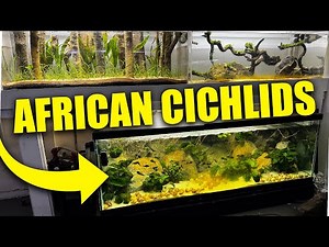 ALL FISH added to african cichlid aquarium - The king of DIY Tropheus and shell dweller fish tank
