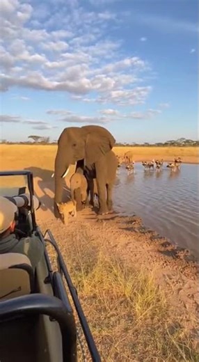 Baby Lion Cub Protected by a Herd of Elephants from Wild Dogs – Incredible Moment! 🐘🦁! #WildDogs