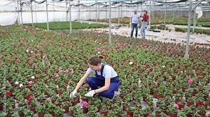young positive female employee in overalls of large greenhouse checks young large - flowered geranium shoots. Growing hardened plants, sending plants to customer on day of registration.