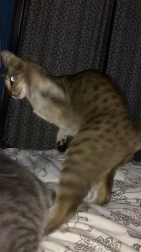 When a Savannah Goes FULL NINJA on a Sweet Kitty! 😹💀 #catfighting