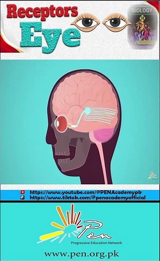 What is receptor in Eye I Explained in 55 seconds