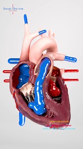 How Blood Moves Through Your Heart | 3D View 💓 - - This 3D animation shows the blood circulation inside the human heart — the part you never get to see in real life. You can follow the blood as it moves through the right side to the lungs and then returns to the left side before being pumped out through the aorta to the rest of the body. In this model, blue blood is used to represent deoxygenated blood (low in oxygen), and red blood represents oxygenated blood (rich in oxygen). In reality, this