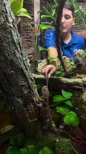 It's World Lizard day! 🦎