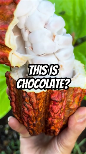 This Alien Fruit Turns Into Chocolate 🍫😈 #shorts