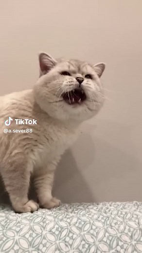 Realistic Cat Sounds for Attracting Cats