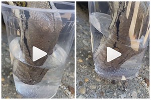 Viral Video: Thirsty Python Drinks Water From Glass Within Seconds, Internet Stunned | Watch