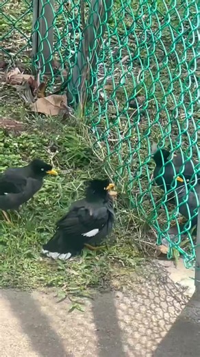 Birds Fighting: A Hilarious Showdown of Feathers