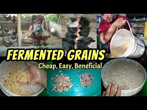 How and Why to Feed your Chickens with Fermented Grains