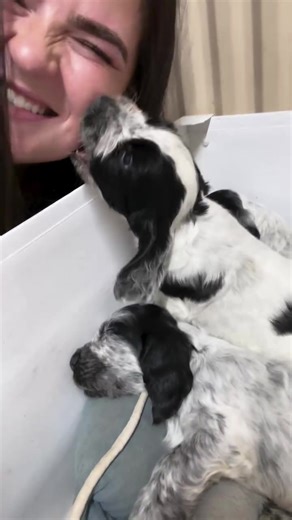 Adorable English Cocker Spaniel Puppy