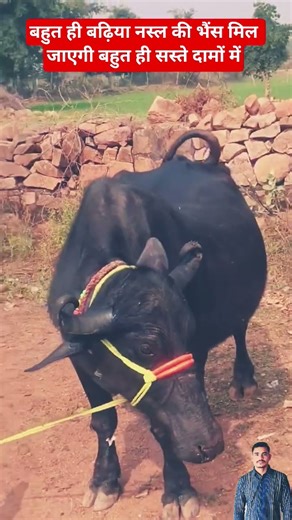 You will get buffaloes of very good breed. If you want to buy one, come to the fair.