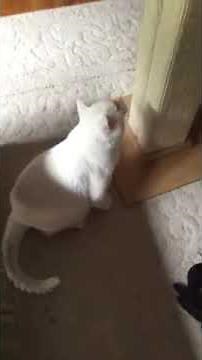 How to give your cat an insulin injection (using an insulin pen)