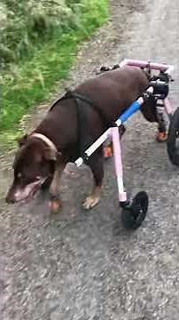 Dog wheelchair review - Walkin' Wheels Front wheel attachment