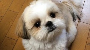 What do you mean you're going to work and leaving me?! 😢🐶 IG: tyrol_link | Shih Tzu