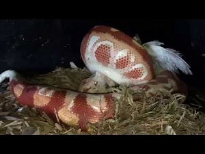 Albino blood Python live feeding