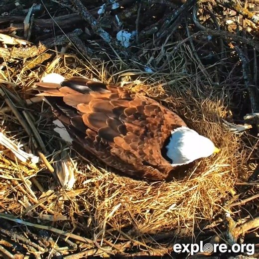 45K reactions · 2.5K shares | A beautiful overhead view of the Decorah North eggs as Mr. North arrives to keep them warm  | explore.org | Facebook