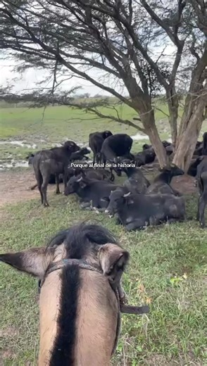 Videos de Simón 🤠 (@simonguerra71) con “sonido original - LASTER FASHION”