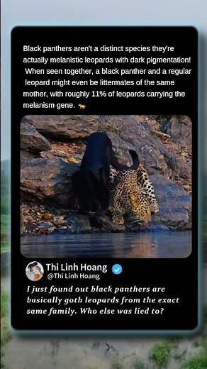 Why Black Panthers Do NOT Actually EXIST! 🐆 #Wildlife #Nature #AmazingAnimals
