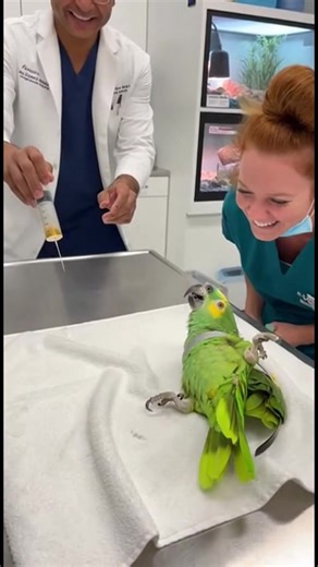 2.1M views · 35K reactions | Parrot Begs for Mercy Before Injection! #FunnyParrot #ParrotTalking #PetHumor #ViralPets #ParrotVideo | Talking Parrot | Facebook