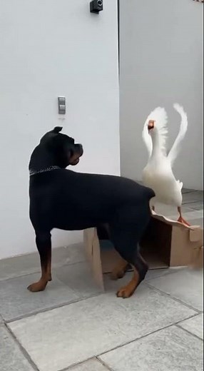 Revenge Cat Episode 2🐱🦆 #cat#funnycats #catvideos