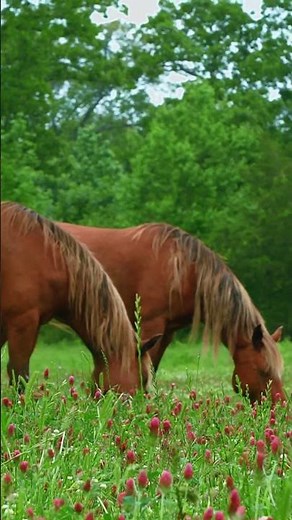 Flowers and these Rescued Wild Horses Manes Dance Together 🥹❤️🐴
