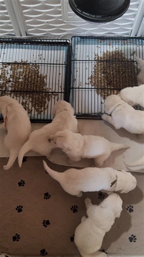 Let the potty training begin ❤️ 1 male spot open. Ready the week before Christmas ❤️ | Barbara Washburn Lavarnway