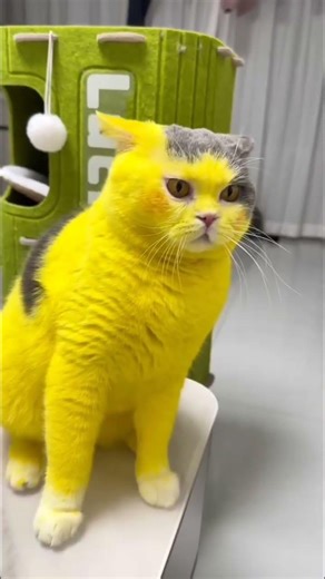 cat video ! cat voice ! cat sound ! cat meowing #shorts​ #short​ #youtubeshorts​ #cat​ #cats​