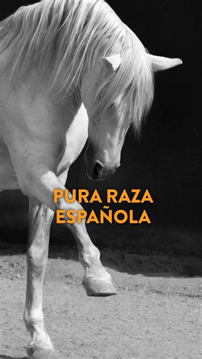 LAST CHANCE! The Kryal Castle Baroque Horse Festival is back THIS WEEKEND (14-15 February), showcasing exotic horse breeds and historical riding techniques within a medieval setting. ✨ Event highlights: 🐎 Baroque Horsemanship Challenge - Watch riders use Vaquero horsemanship techniques to tackle an intense obstacle course featuring historical weapons 🐎 Horse archery - High speed. No reins. Just precision 🐎 Baroque Joust - See armoured riders clash atop baroque horses! 🐎 Displays - including 