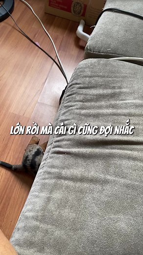 Thấy chưa Bống lớn rồi mà ko chỉ cho Chuối à #bonglacon #funny #viral #dogsofttiktok #chípchíp🐤