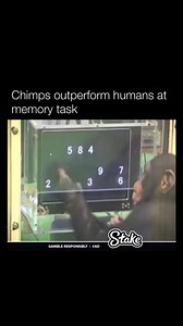 Chimpanzees, like Ayumu from a research center in Kyoto, are better than humans at quickly remembering where numbers appear on a screen. They might have a special kind of memory that lets them take mental pictures of what they see. Humans, on the other hand, use words and symbols to think, which can make them slower at these memory games. This shows that humans traded some memory skills for better thinking and planning abilities, while chimps have memory skills that help them in their own world.