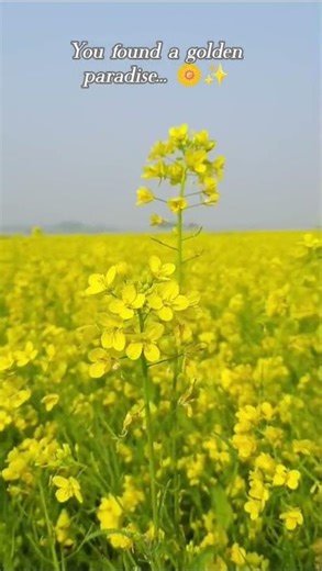 Bee Magic in the Mustard Fields! 🐝✨ #shorts #nature #viral