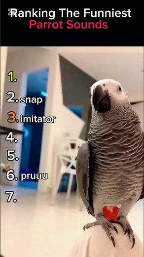 Funniest Parrot Moments