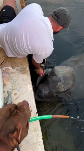Beautiful Manatee Rescue With A Happy Ending