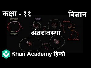 Interphase [Hindi] | Cell cycle and cell division | 11th | Biology | Khan Academy