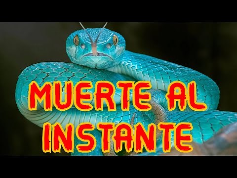 THE 7 DEADLIEST SNAKES IN THE WORLD || THE DEATH VIPER 🤯😲