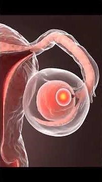 How a Baby is Formed in the Mother’s Womb | Full Pregnancy Animation Explained