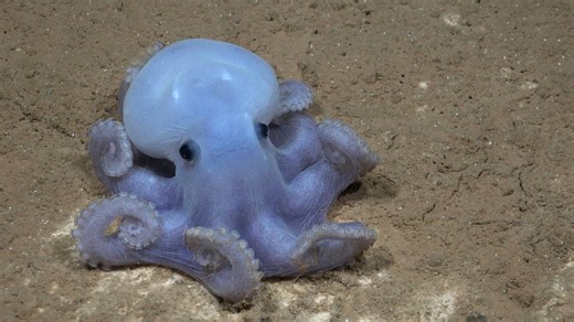 20 possible new species discovered around underwater mountain off coast of Chile