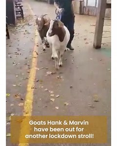 15K views · 868 reactions | Guess who has been out and about once again…Hank & Marvin! They enjoyed a walk around the Familiar Friends area of the zoo meeting some of their neighbours!#BringingTheZooToYou #Hank&Marv#SundayStroll #ColchesterZoo | Colchester Zoo | Facebook