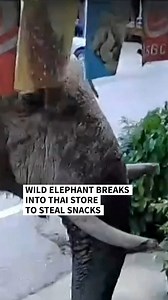 A wild elephant, known as "Plai Biang Lek," has been caught on surveillance camera casually strolling into a convenience store in Thailand's Nakhon Ratchasima province, about three hours northeast of the capital Bangkok. The shop, located near Khao Yai National Park, called in rangers to escort the elephant out. "It came to eat some fresh snacks and eggs in the afternoon," owner Attaphon Chanphon told AFP. #AFP | AFP News Agency