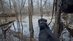 Breaking Bird #… | The Retriever Academy