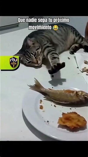 The tactical play of the year! 😼⚽️🐟