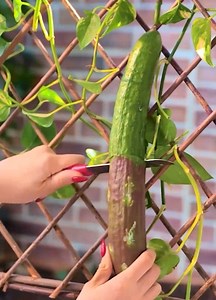 3M views · 7.2K reactions | Spring Garden Boost: Easy Tricks for Budding Gardeners  | 5-Minute MAGIC | Facebook