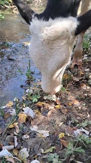 Adventures of a Curious Calf 🐄🍂